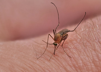 Stechmücke saugt Blut auf der Haut eines Menschen, Nahaufnahme