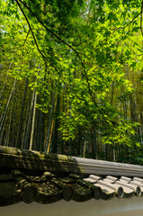 Bamboo forest, Kyoto Japan.