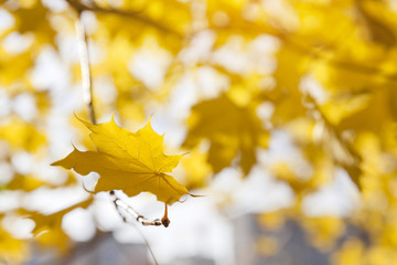 Golden leaf on a maple tree in a sunny autumn day