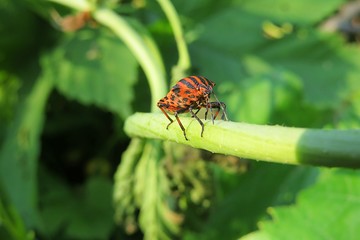 Red graphosoma beetle on plant in the garden, closeup 