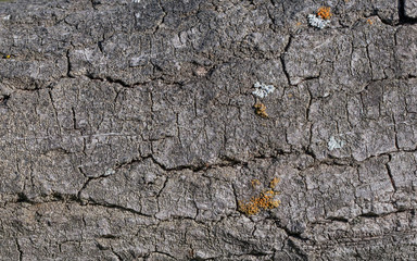 gray cracked background or texture. tree bark structure.  wood closeup pattern background.