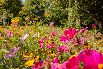 Fototapeta premium Blumenfeld 3