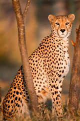 Cheetah at Sunset