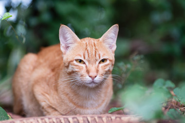 Ginger cat sitting on the ground in the garden