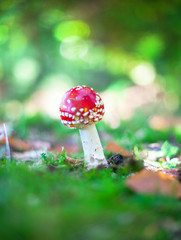 Amanita Muscaria. Red poisonous Fly Agaric mushroom in forest