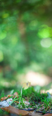 Green forest wallpaper with grass and blurred woods