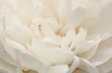 close up of beautiful white peony flower