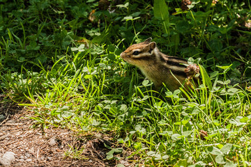 chipmunk
