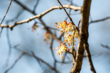 Tree branch with blossoming flowers in springtime