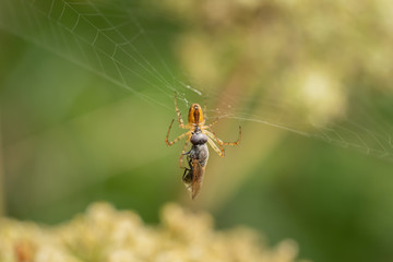 A spider in the net with the prey