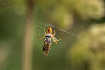 A spider in the net with the prey