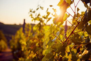 The sun shining through the vineyard