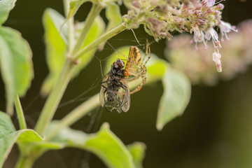A spider in the net with the prey