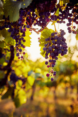 The sun shines through a grapevine with blue grapes