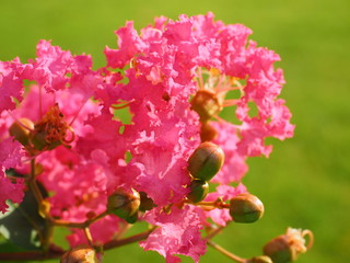 Sarusuberi Crape myrtle in mid summer