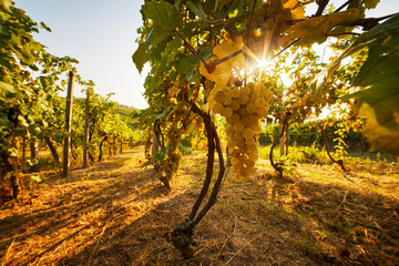 Yellow grapes on grapevine with sun rays in the vineyard