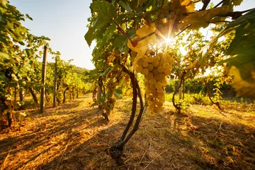  Yellow grapes on grapevine with sun rays in the vineyard © Rostislav Sedlacek
