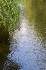 willow river