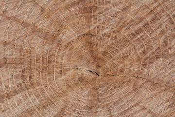 Fototapeta premium Struktur vom Holz