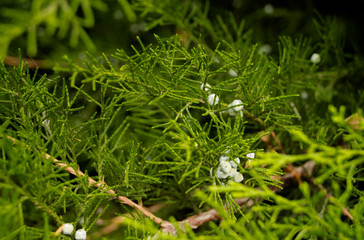juniper with berries