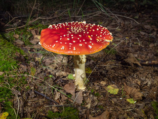 Fliegenpilz groß