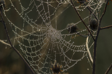 A tender cobweb with small dew drops shines in the sunlight