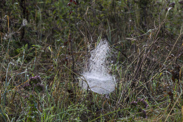 A tender cobweb with small dew drops shines in the sunlight