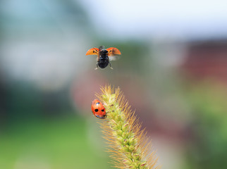 funny little beautiful red ladybugs fly and crawl on blades of grass in a summer meadow spreading their wings