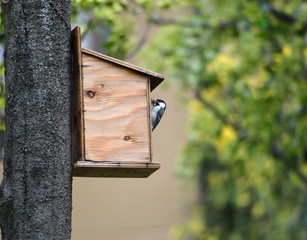 巣箱に食事を運ぶシジュウカラ