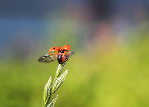 funny little beautiful red ladybug flies up to the sun with a blade of grass on a summer meadow spreading its wings