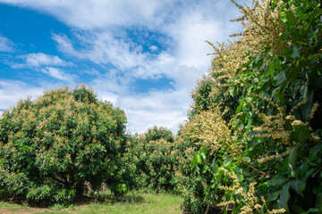 Obraz premium Longan tree when have flower in the garden with blue sky