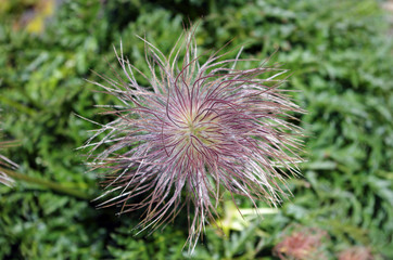 Fleur à filaments duveteux de montagne