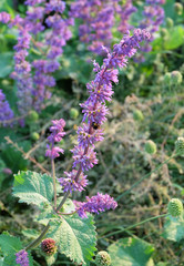Sage decorative. Salvia verticillata, 
 decorative plant on the flowerbed.