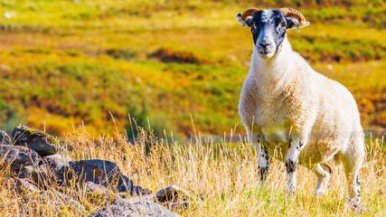 Single sheep in a field near Balmore, Scotland