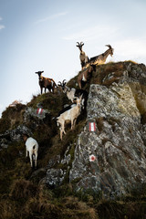 Ziegen stehen auf Felsen im Gebirge