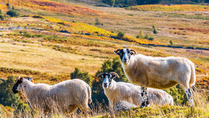 Sheep in a field near Balmore, Scotland