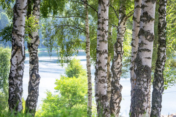 Fototapeta premium Brzozy nad jeziorem