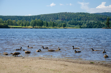 Duck flock bathing in the waters of Bogstadvannet lake in Norway