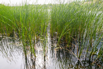 Grasses along the shore of a lake in Stockholm Sweden