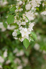 blooming apple tree branch in small white flowers