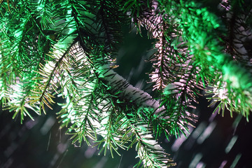 snow on spruce branch