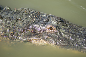 Swamp Alligator Treading Water Southern Animal Wildlife