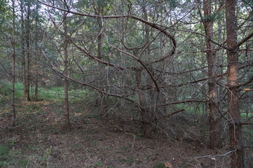 Obraz premium Lake September Wild Forest