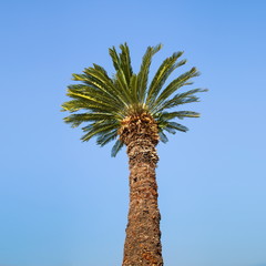 Obraz premium palm tree on blue sky background