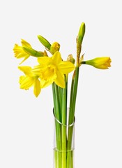 Daffodils