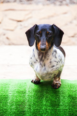 Dachshund Dog autumn Garden