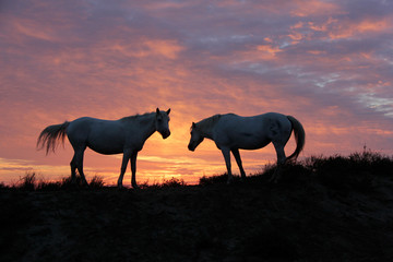 chevaux et lever du soleil