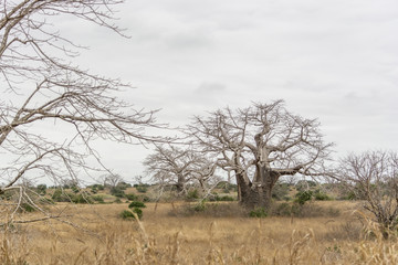 Savanna landscape on Kissama, Angola