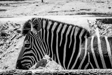 Zebra in the zoo with brown ground