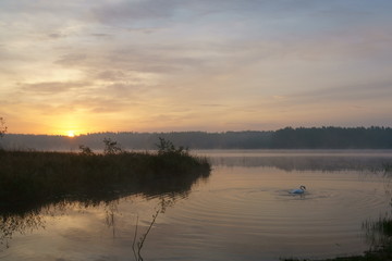 Fototapeta premium Sunrise on lake, swan 17